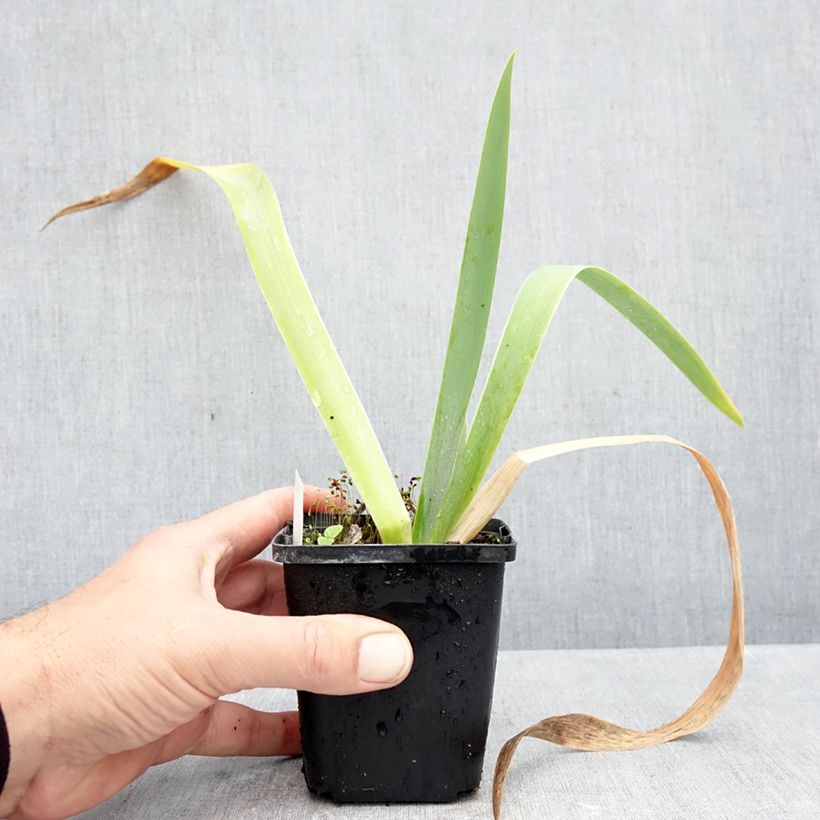 Iris Rose de Perse - Tall bearded iris 8/9 cm pot sample as delivered in autumn