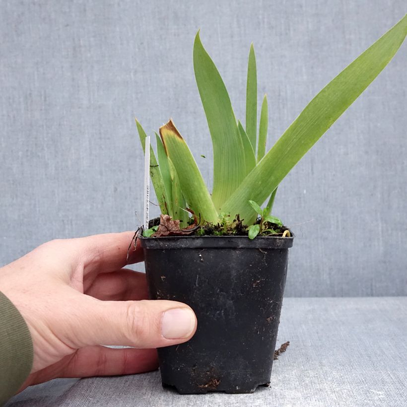 Iris Rose de Perse - Tall bearded iris 8/9 cm pot sample as delivered in winter