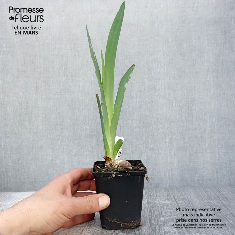 Iris Saturn - Tall Bearded Iris 8/9 cm pot sample as delivered in spring