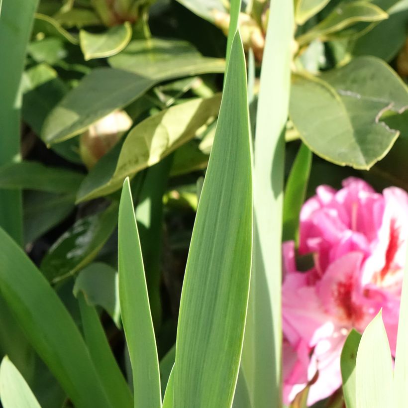 Iris Sharp Dressed Man - Tall bearded iris (Foliage)