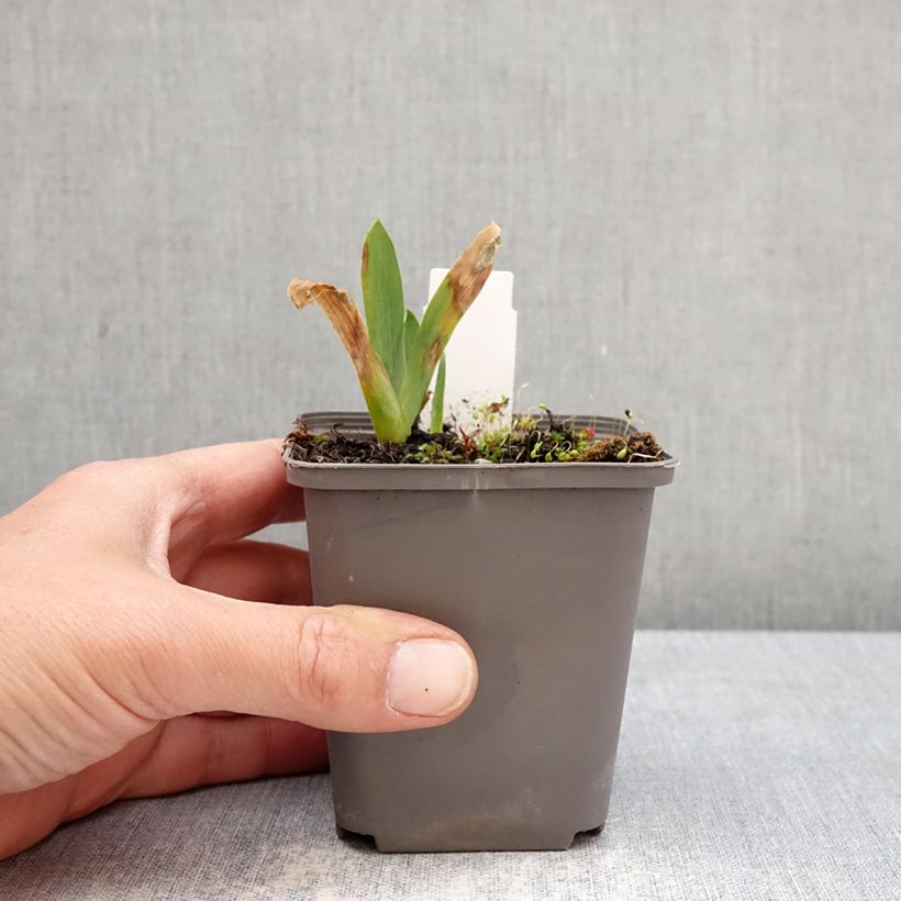 Iris Sharp Dressed Man - Tall bearded iris 8/9 cm pot sample as delivered in spring