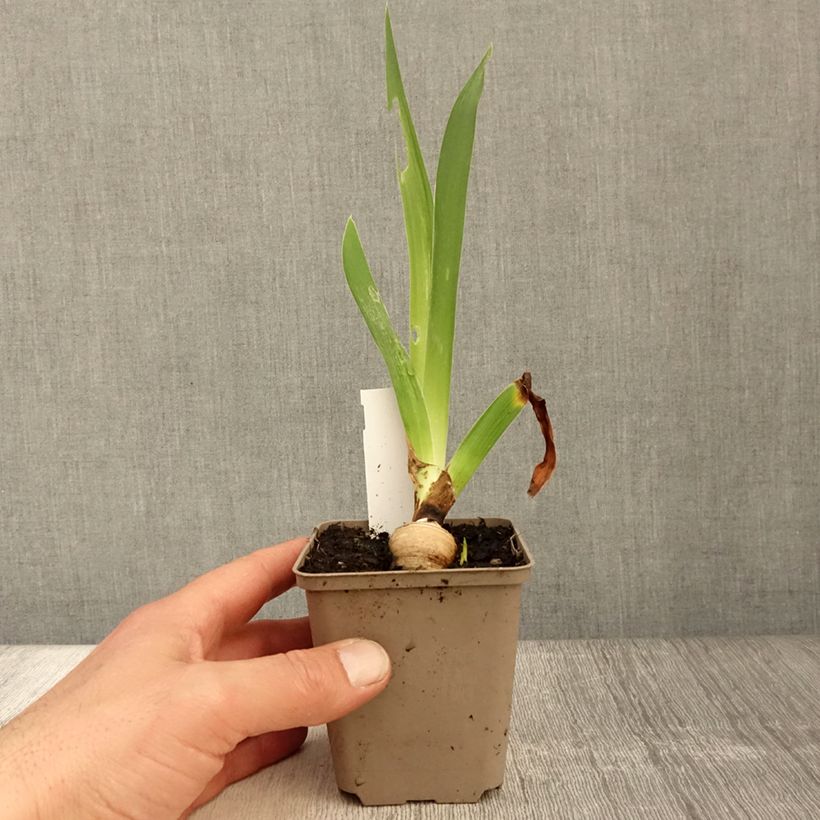 Iris Sharper Image - Tall Bearded Iris 8/9 cm pot sample as delivered in spring