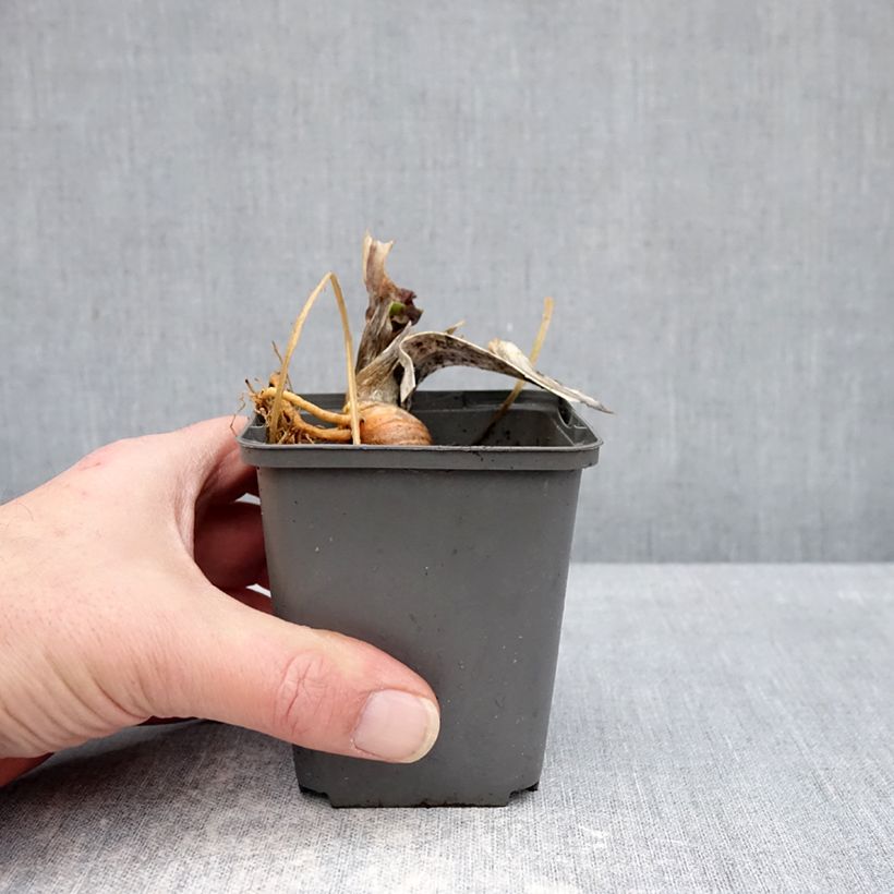 Iris germanica  Skylark's Song - Bearded Iris 8/9 cm pot sample as delivered in winter