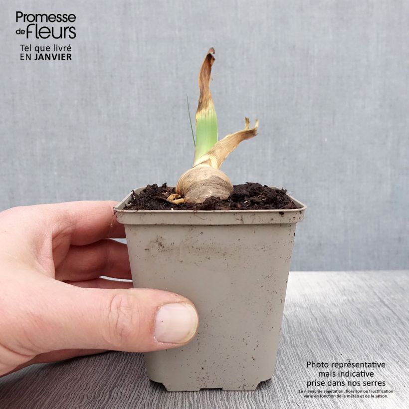 Iris Sovereign Crown - Tall Bearded Iris 8/9 cm pot sample as delivered in winter