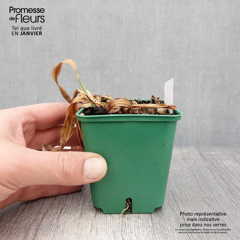 Iris germanica Stellata 8/9 cm pot sample as delivered in winter