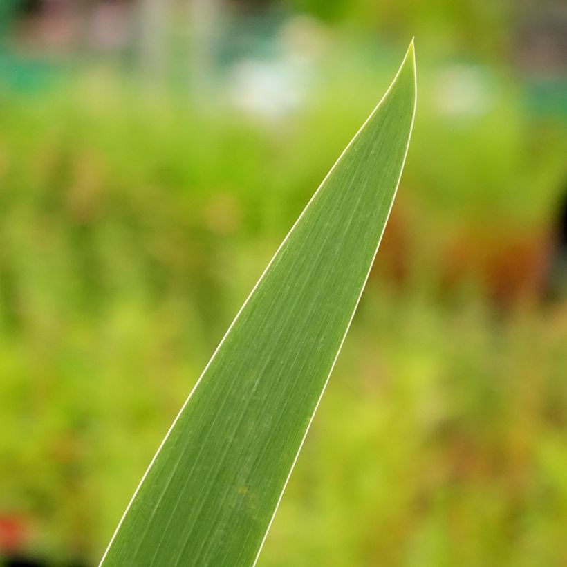 Iris Stepping Out - Tall Bearded Iris (Foliage)
