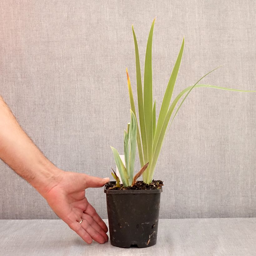 Iris Sunset Sky - Tall Bearded Iris 1.5L/2L pot sample as delivered in summer