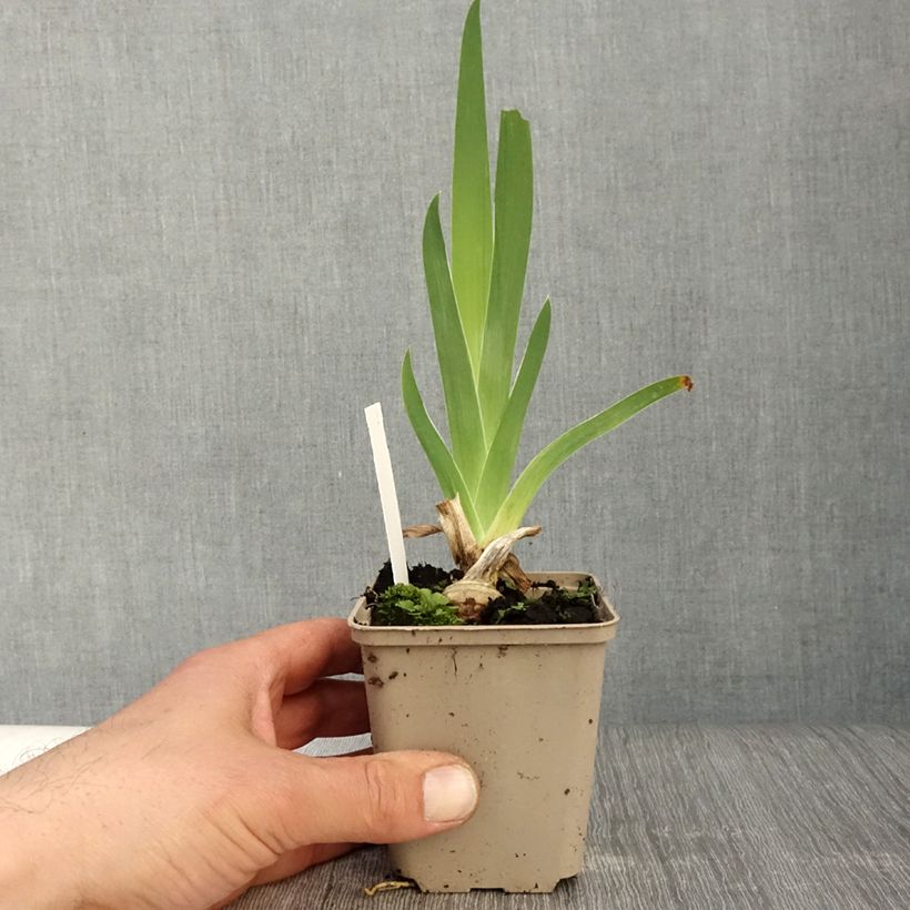 Iris Sunset Sky - Tall Bearded Iris 8/9 cm pot sample as delivered in spring