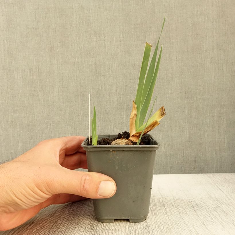 Iris Sur la plage - Tall Bearded Iris 8/9 cm pot sample as delivered in autumn