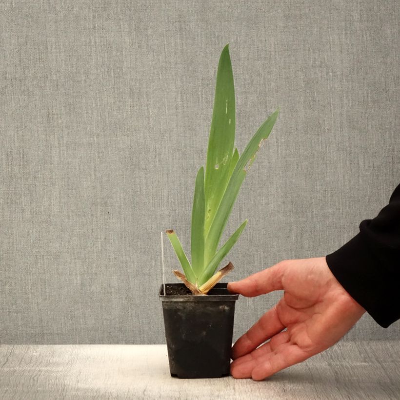 Iris Tel Arlequin - Bearded Iris 8/9 cm pot sample as delivered in spring