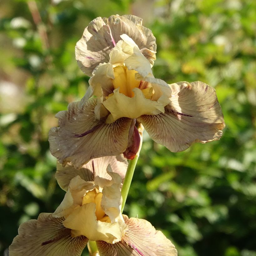 Iris Thornbird - Tall Bearded Iris (Flowering)