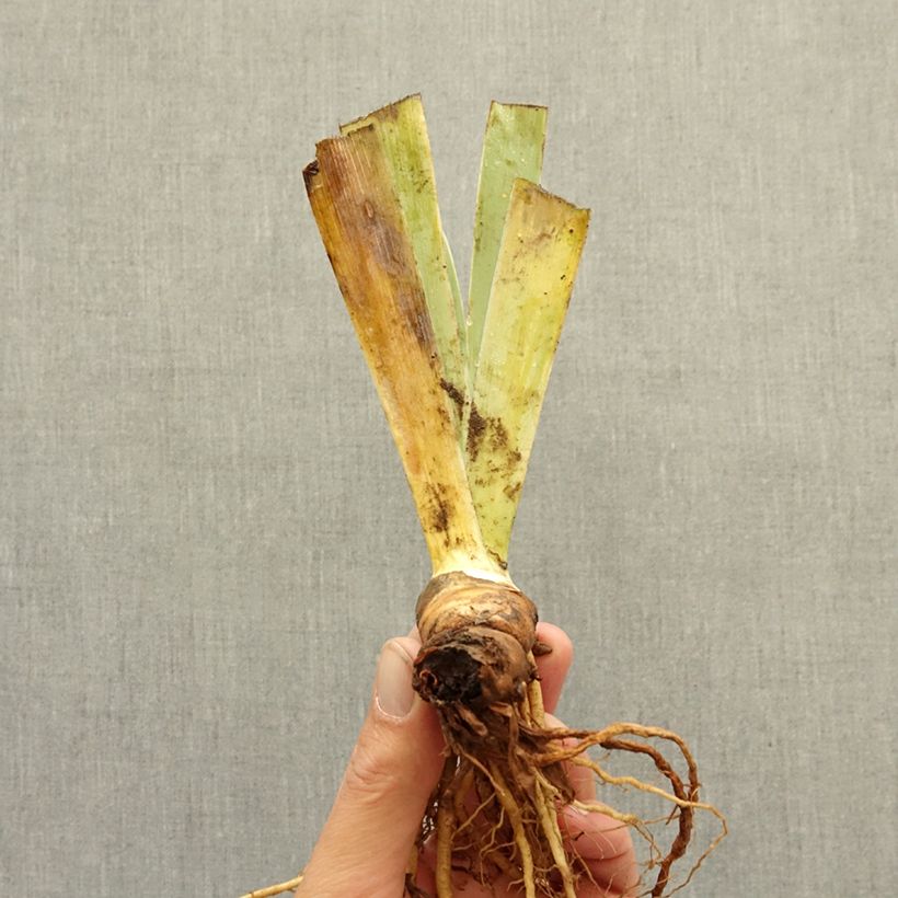 Iris germanica Tingle - Bearded Iris bare-root rhizome sample as delivered in winter