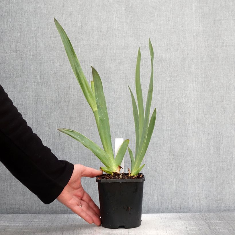Iris Tuxedo - Bearded Iris 1.5L/2L pot sample as delivered in spring