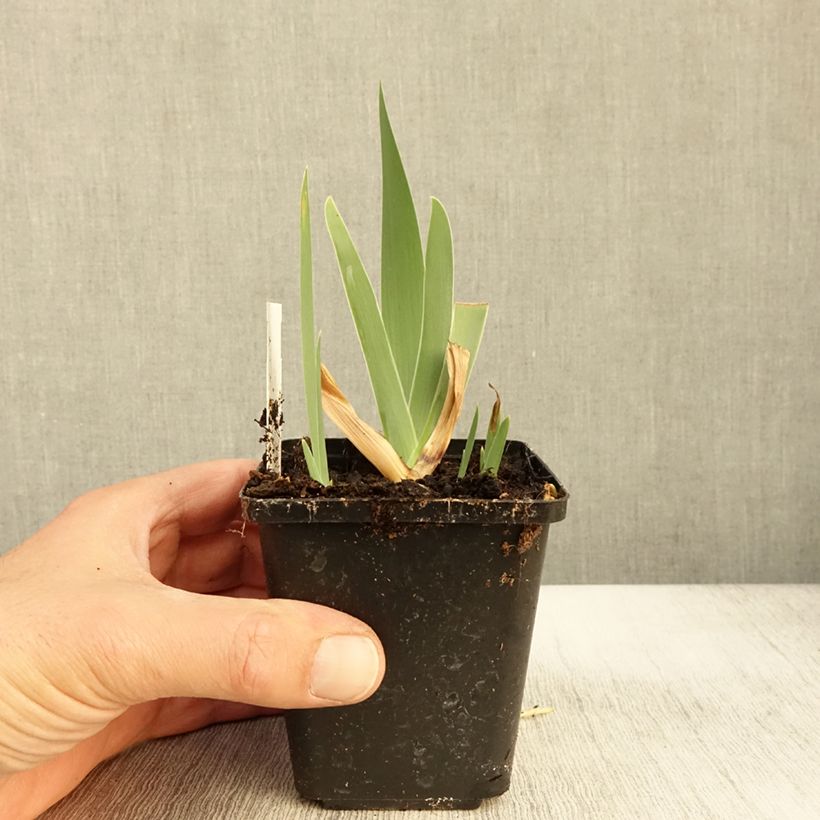 Iris Urluberlu - Tall Bearded Iris 8/9 cm pot sample as delivered in autumn