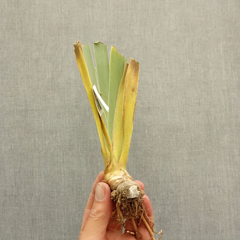 Iris germanica Vanilla Berry - Tall Bearded Iris bare-root rhizome sample as delivered in winter