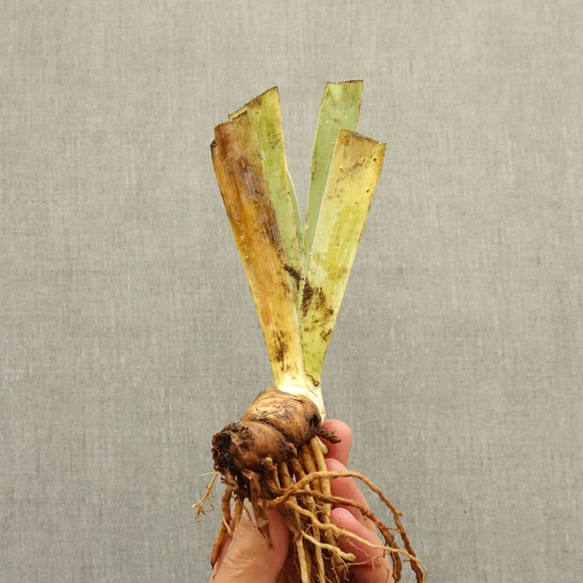 Iris germanica Verdissant - Bearded Iris bare-root rhizome sample as delivered in winter
