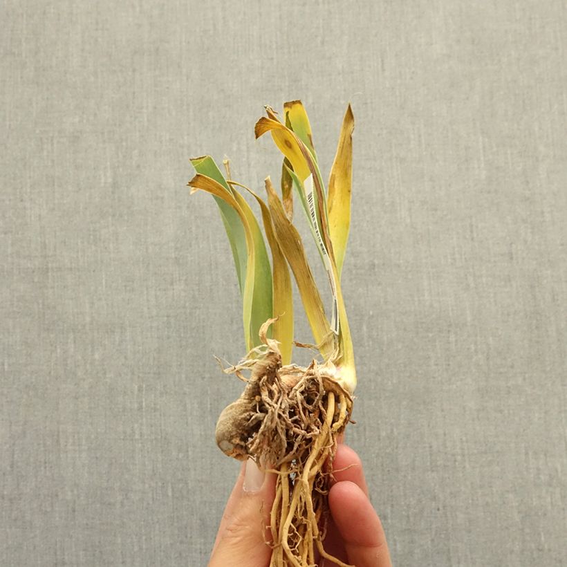 Iris Vieilles Vignes - Tall Bearded Iris bare-root rhizome sample as delivered in winter