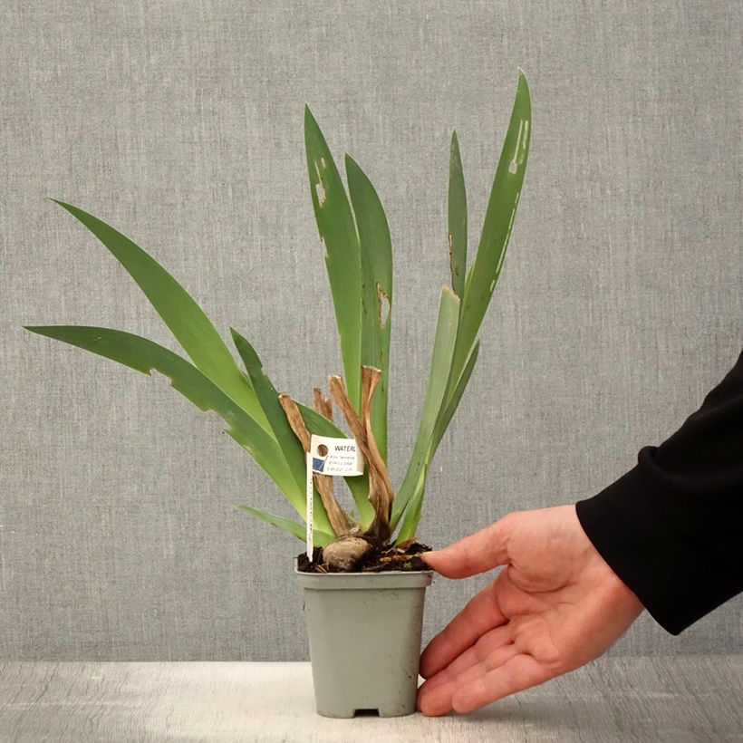 Iris Waterline - Bearded Iris 8/9 cm pot sample as delivered in spring