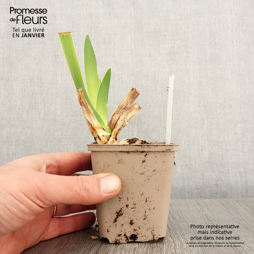 Iris Yaquina Blue - Tall Bearded Iris 8/9 cm pot sample as delivered in winter