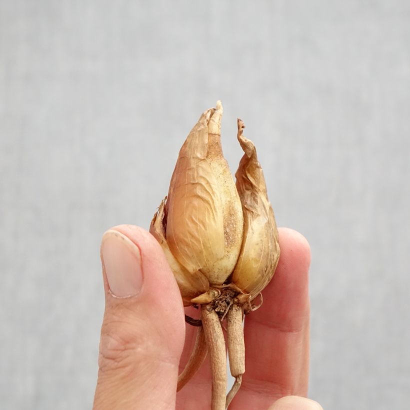 Iris hoogiana  Bulb size I sample as delivered in autumn