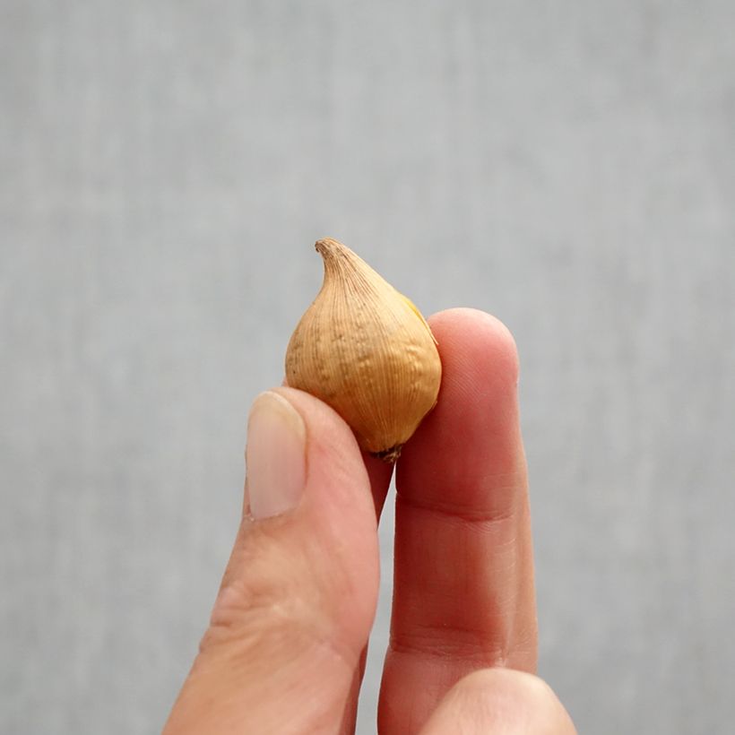 Iris histrioides Katharines Gold Bulb size 6+ sample as delivered in autumn