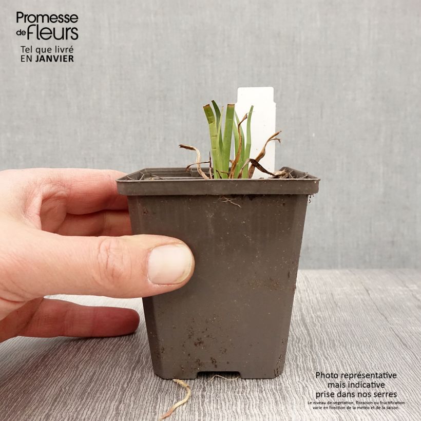 Iris laevigata - Water Iris 8/9 cm pot sample as delivered in winter