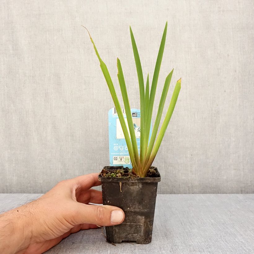 Iris laevigata Mottled Beauty - Water Iris 8/9 cm pot sample as delivered in autumn