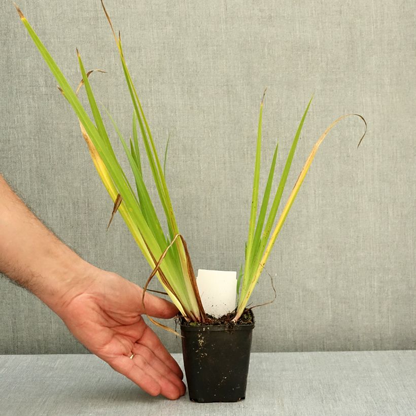 Iris laevigata Rose Queen - Water Iris 8/9 cm pot sample as delivered in autumn
