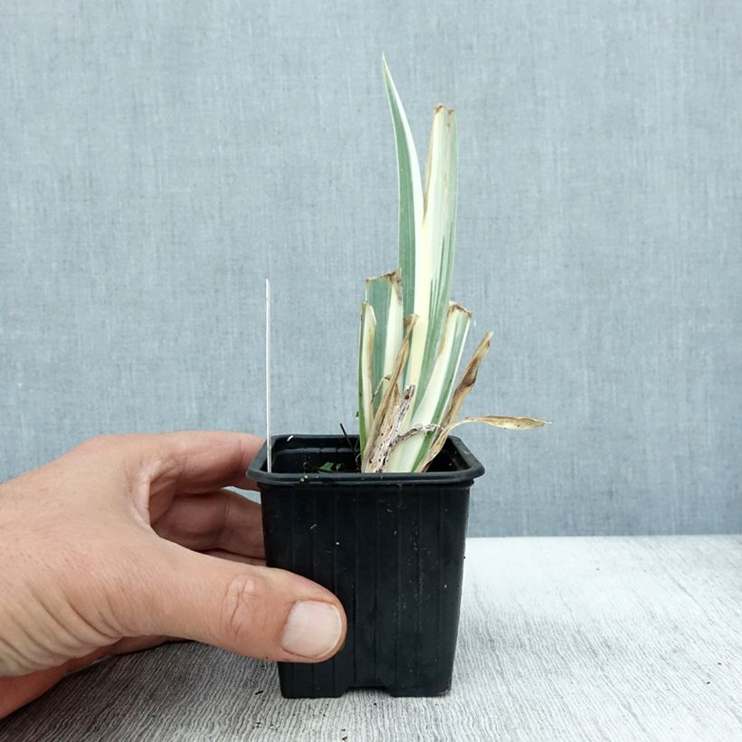Iris pallida Variegata 8/9 cm pot sample as delivered in autumn
