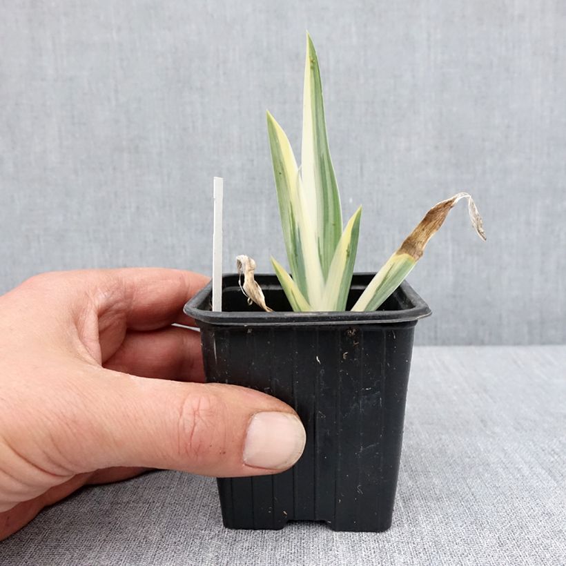 Iris pallida Variegata 8/9 cm pot sample as delivered in spring