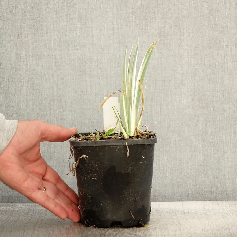 Iris pallida Variegata - Sweet Iris 1.5L/2L pot sample as delivered in autumn