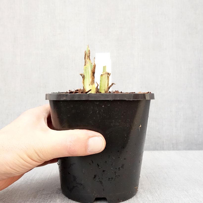 Iris pallida Variegata - Sweet Iris 1.5L/2L pot sample as delivered in winter