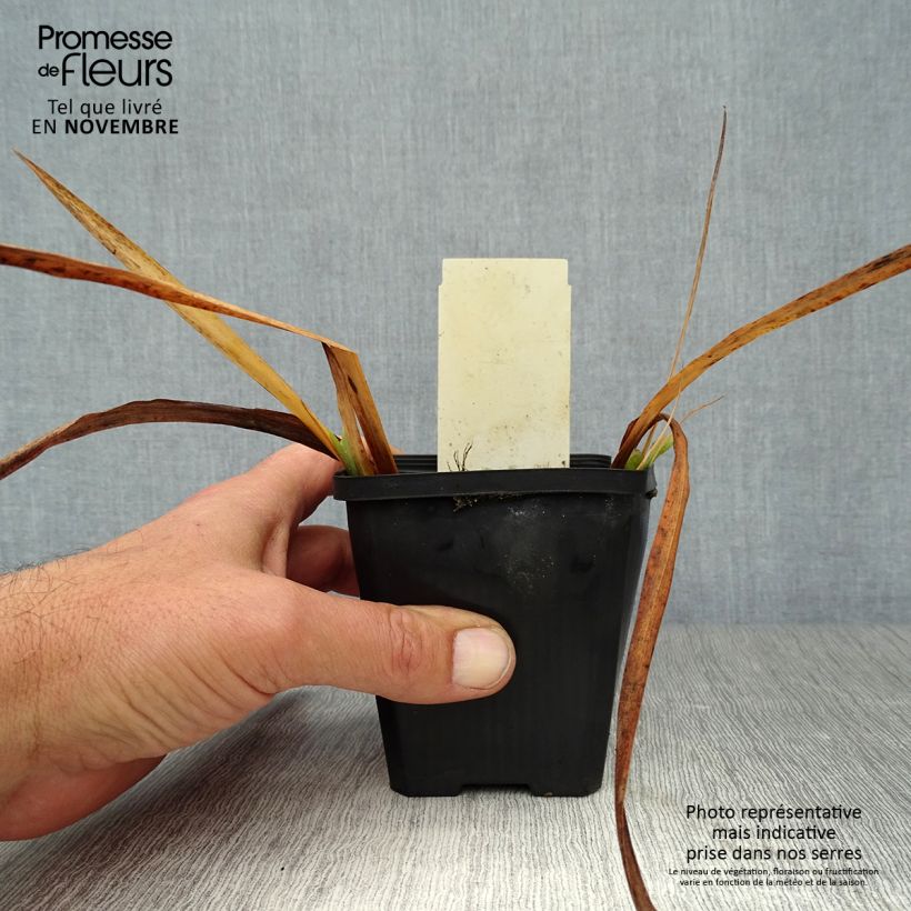 Iris pseudacorus Plena - Yellow Flag 8/9 cm pot sample as delivered in autumn