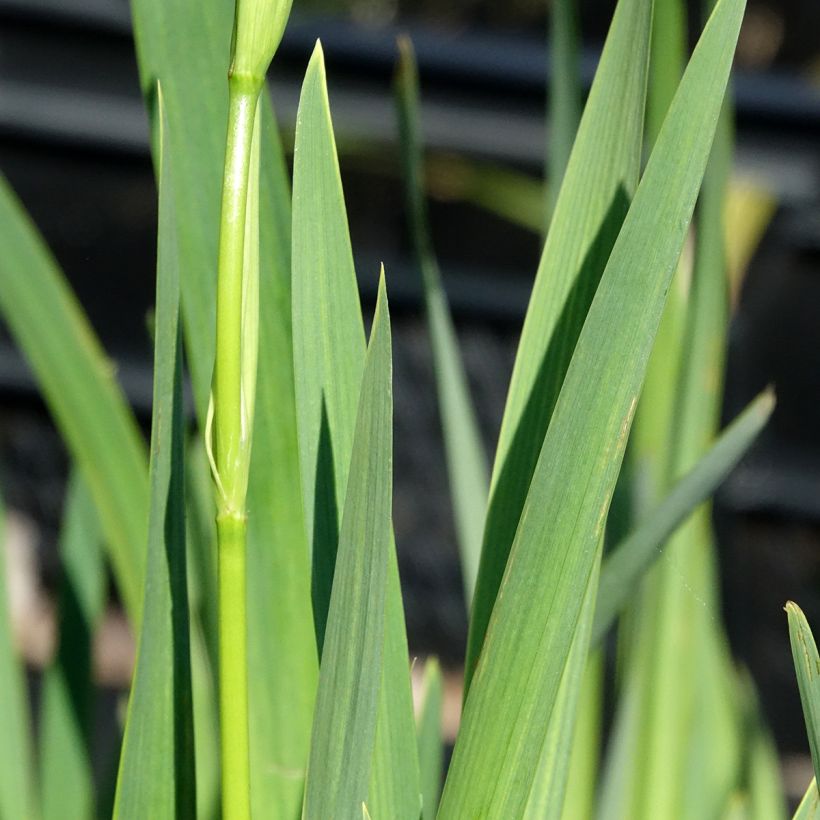 Iris pseudacorus Plena - Yellow Flag (Foliage)