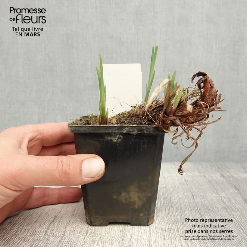 Iris pseudacorus var. bastardii - Yellow Flag 8/9 cm pot sample as delivered in spring