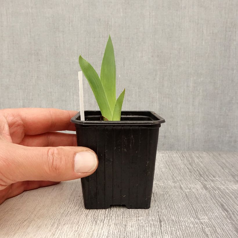 Iris Azurea - Dwarf Iris 8/9 cm pot sample as delivered in spring