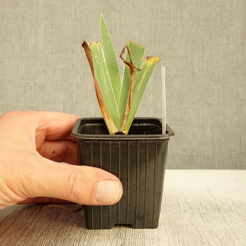 Iris Blue Denim - Dwarf bearded Iris 8/9 cm pot sample as delivered in autumn