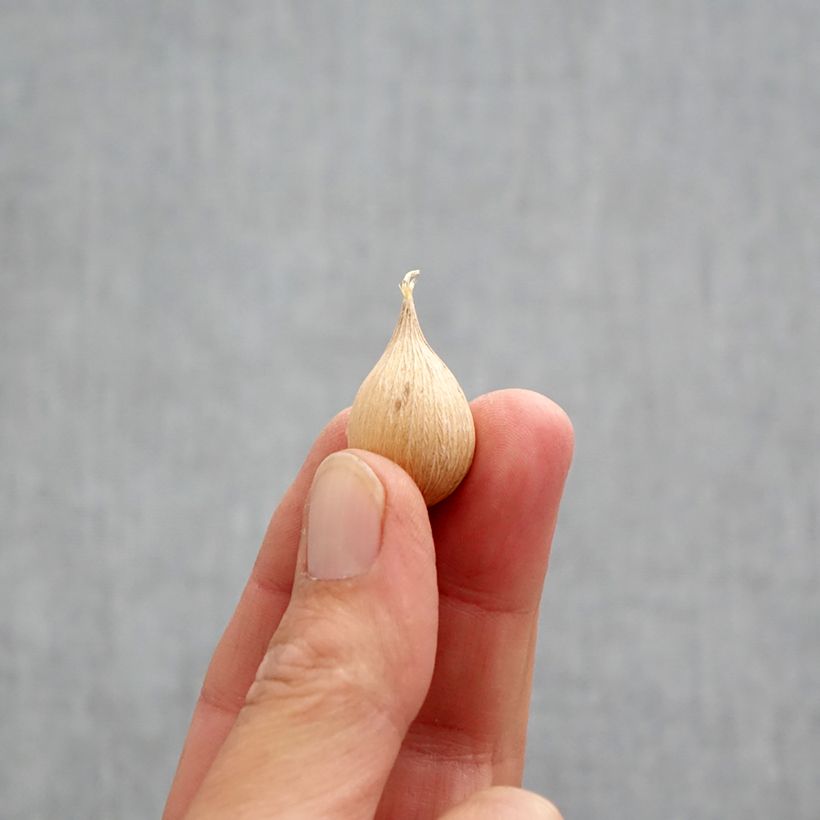 Iris reticulata Alida - Netted iris Bulb size 5+ sample as delivered in autumn