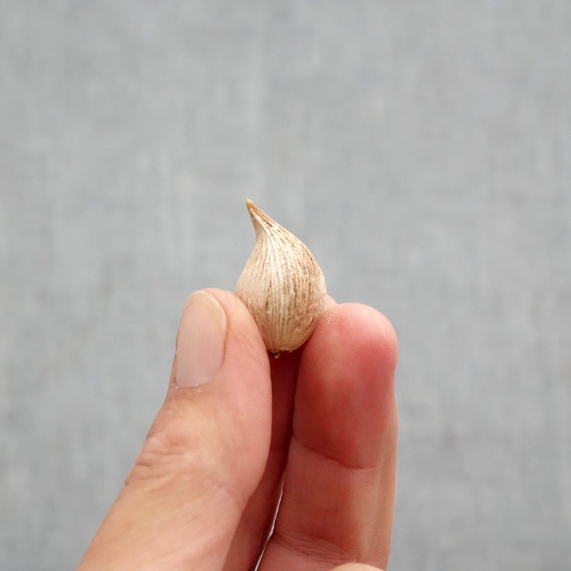 Iris reticulata Blue Note - Netted iris Bulb size 5+ sample as delivered in autumn