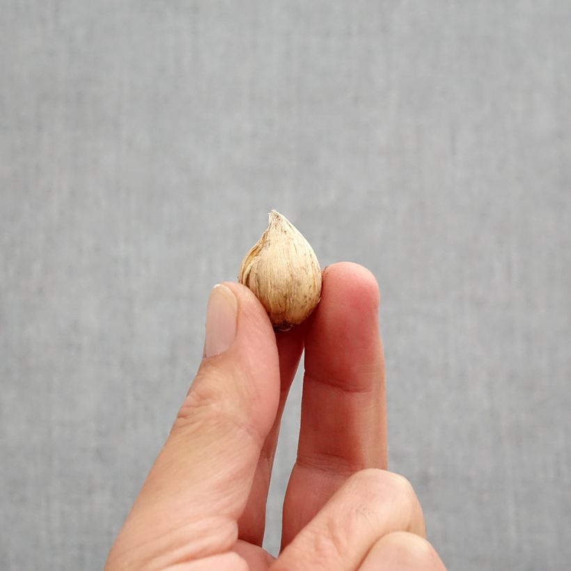 Iris reticulata Cantab - Netted iris Bulb size 5+ sample as delivered in autumn