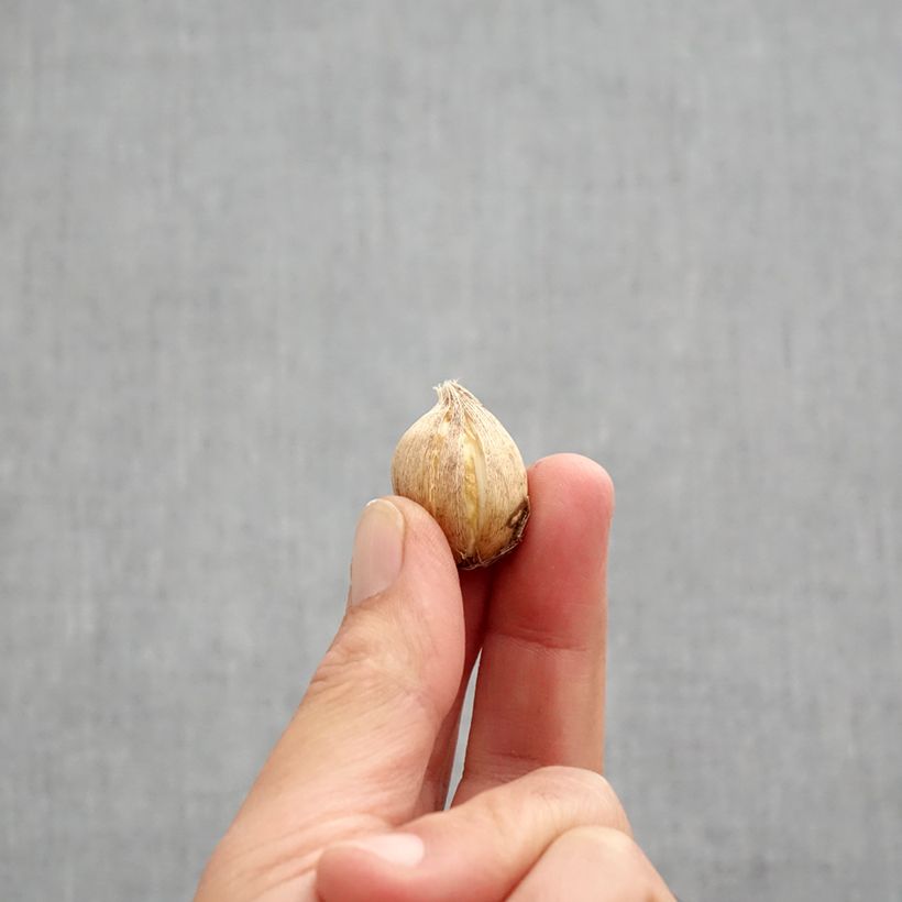 Iris reticulata Clairette Bulb size 5+ sample as delivered in autumn