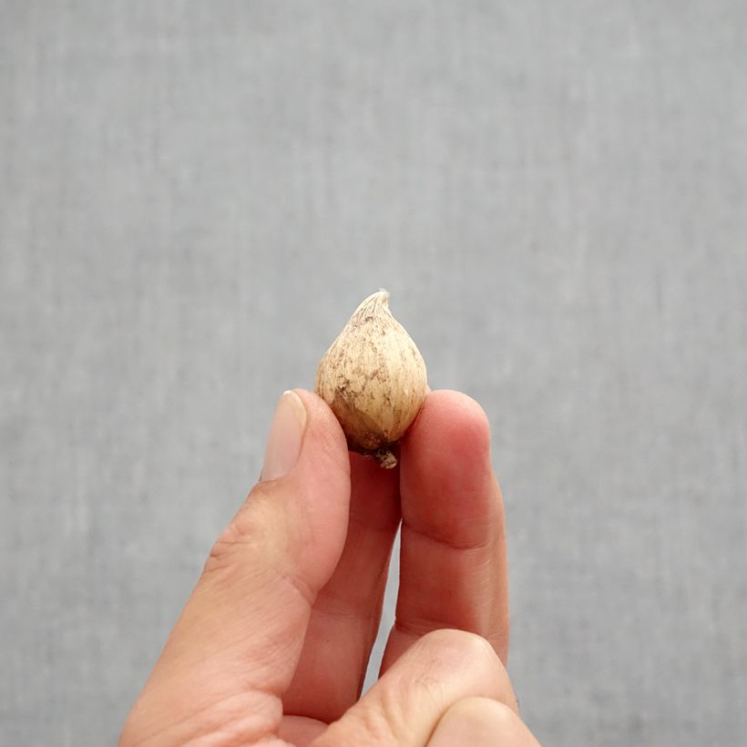 Iris reticulata danfordiae - Netted iris Bulb size 5+ sample as delivered in autumn