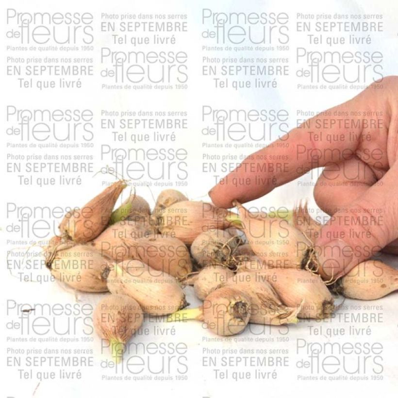 Example of Iris reticulata Dijt Bulb size 5+ specimen as delivered