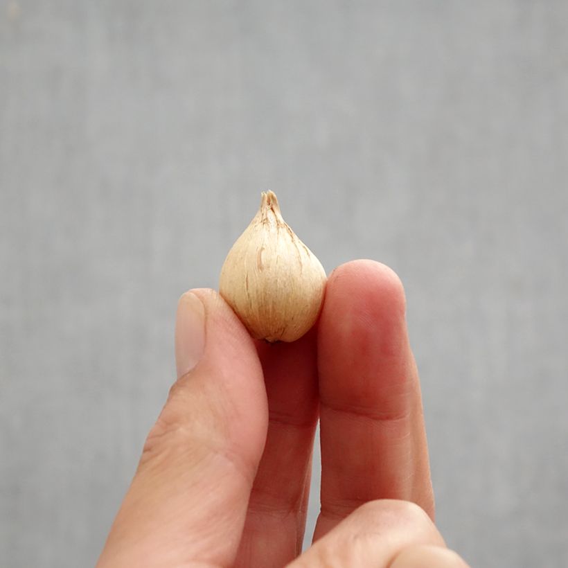 Iris reticulata Eyecatcher Bulb size 6+ sample as delivered in autumn