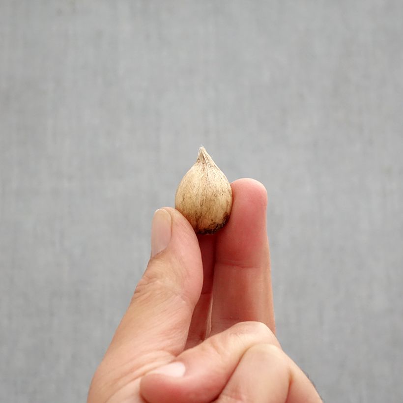 Iris reticulata Frozen Planet Bulb size 5+ sample as delivered in autumn