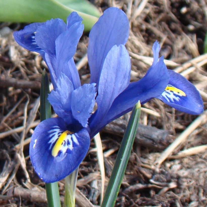 Iris reticulata Harmony (Flowering)