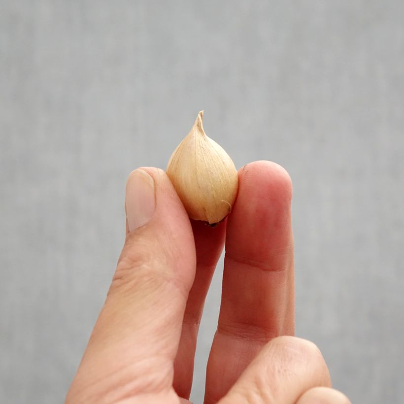 Iris reticulata Harmony Bulb size 6+ sample as delivered in autumn