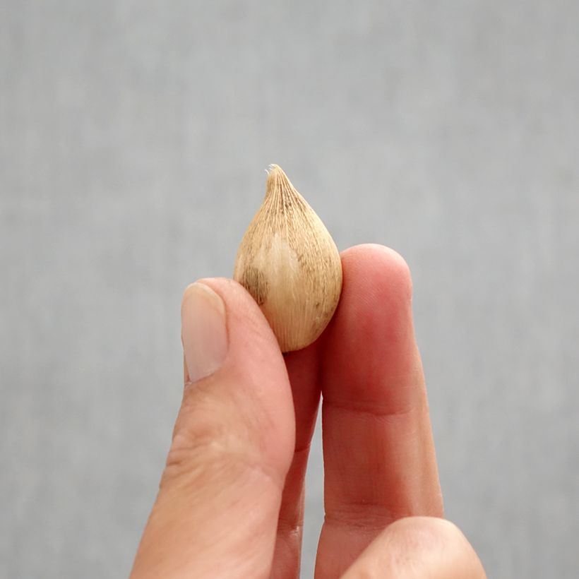 Iris reticulata Katharina Hodgkin Bulb size 6+ sample as delivered in autumn