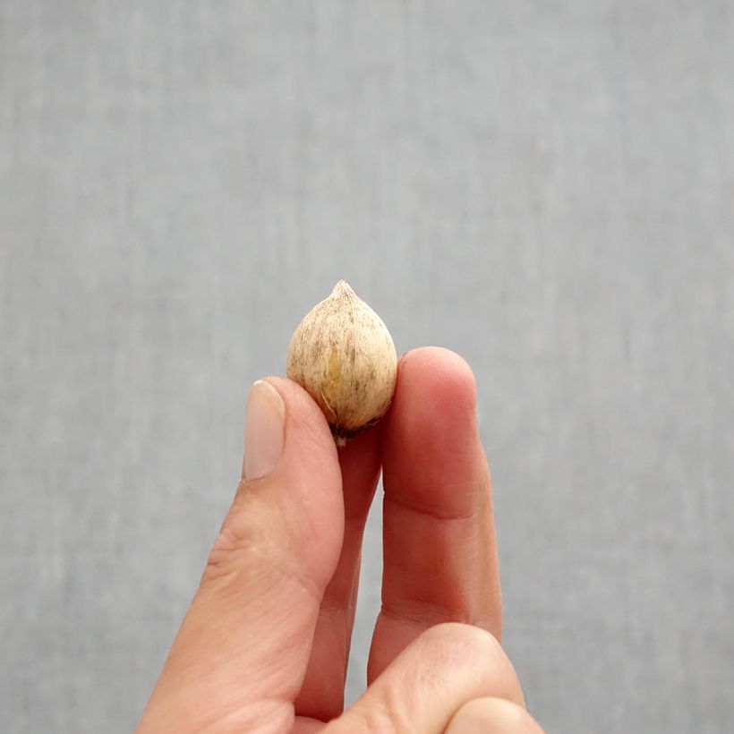 Iris reticulata Mars Landing Bulb size 5+ sample as delivered in autumn