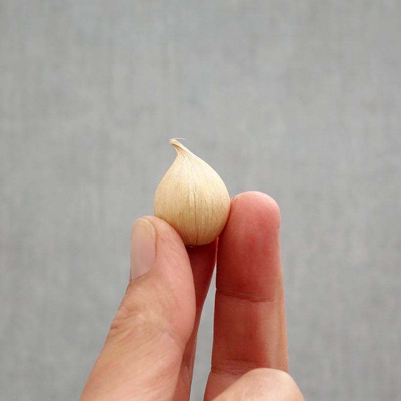 Iris reticulata Orange Glow Bulb size 6+ sample as delivered in autumn